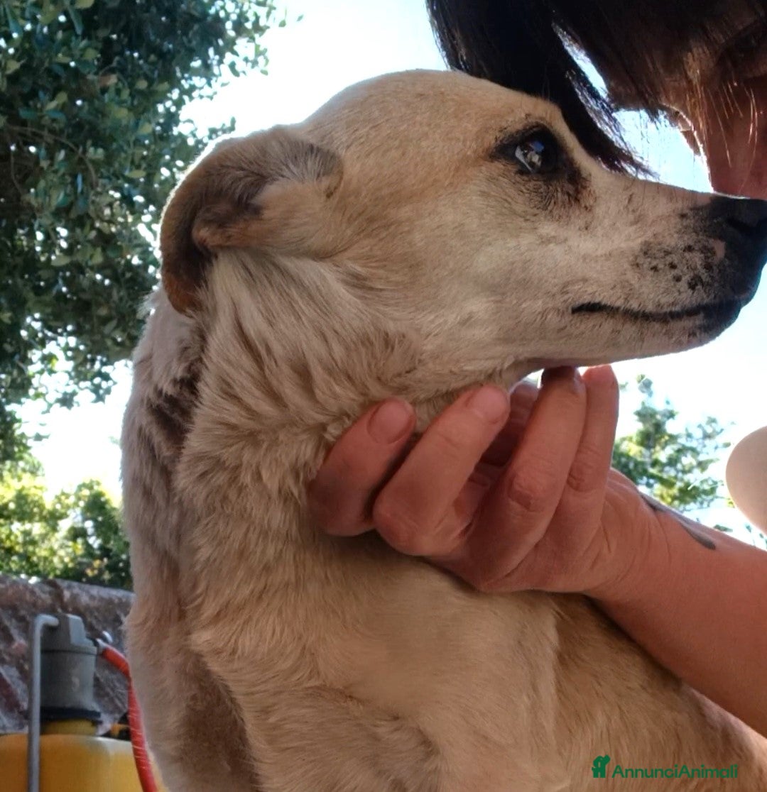 Meticcio cani in regalo: Panna, adozione del ❤️ - Annuncio 10