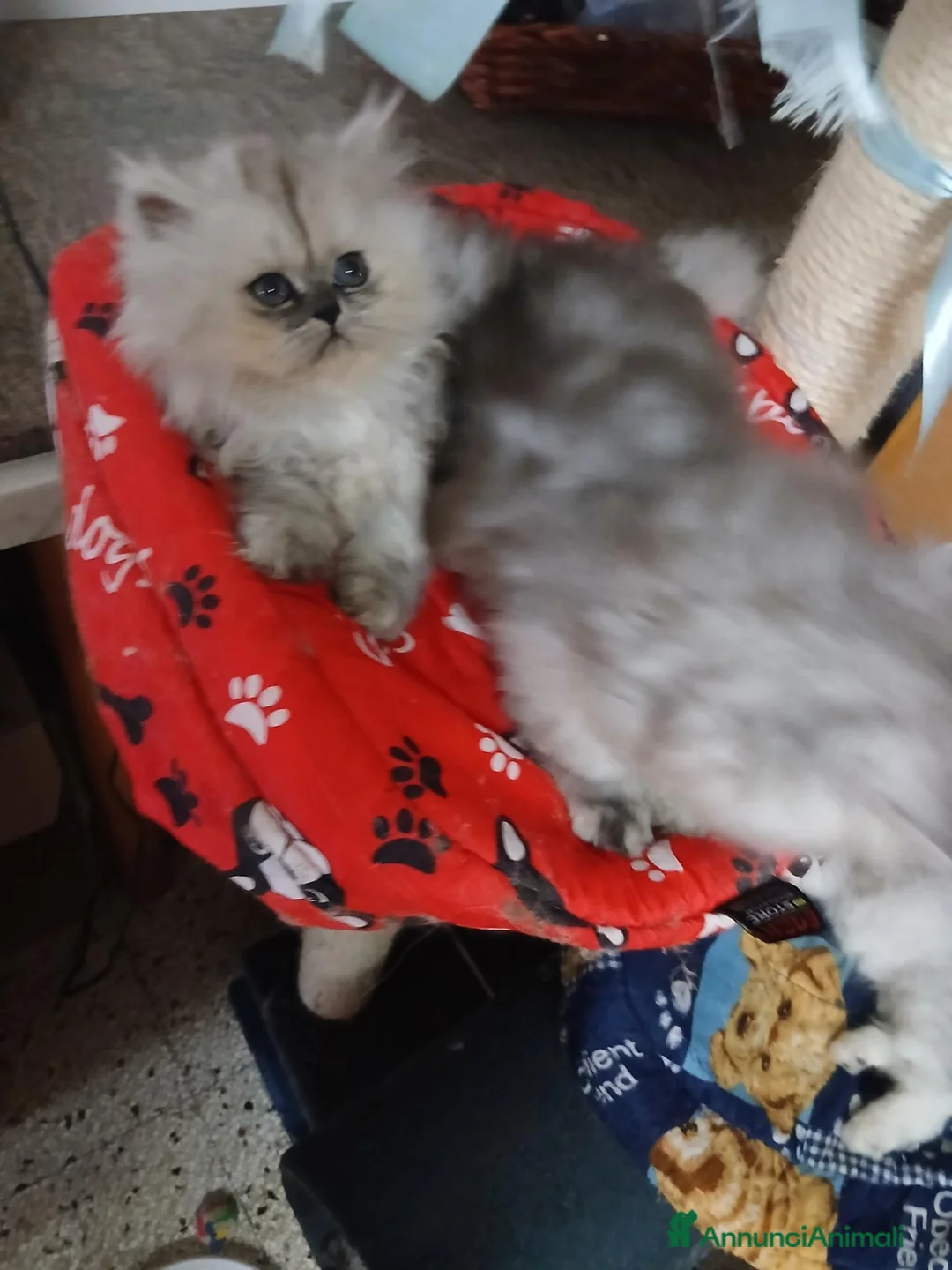 Persiano gatti in vendita: Gattini  - Annuncio 2