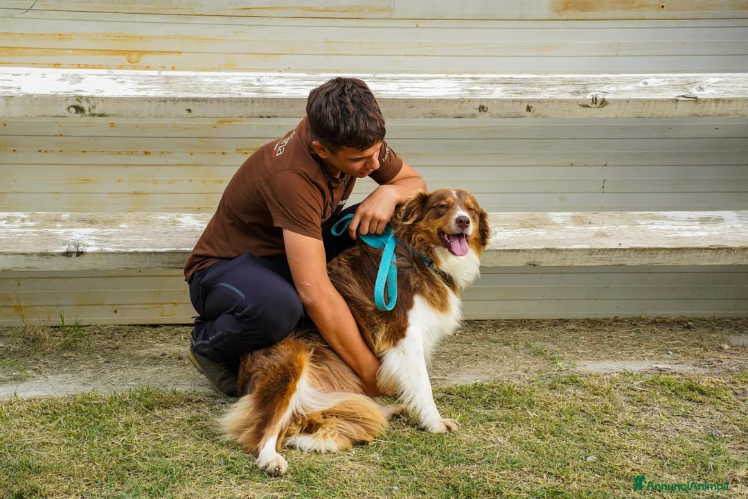 Australian Shepherd cani in vendita: Cuccioli Pastore Australiano - Annuncio 2
