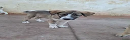 Pastore Asia Centrale cani in regalo: Cuccioli maschi Pastore Asia Centrale a Provincia di Lecce - Annuncio 5