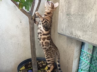 Bengala gatti Dolcissimo maschietto di una stupenda colorazione - Annuncio 17