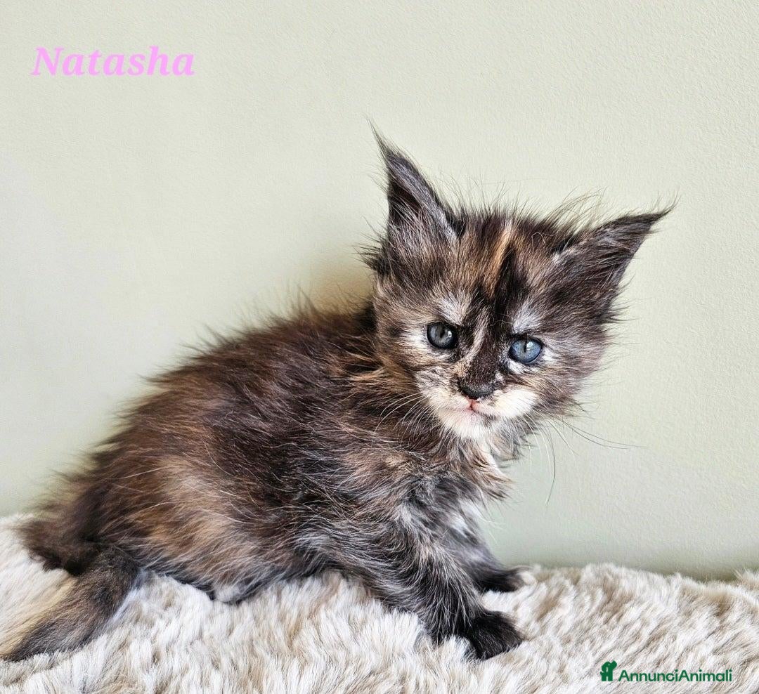 Maine Coon gatti Splendidi cuccioli Maine Coon con pedigree - Annuncio 4