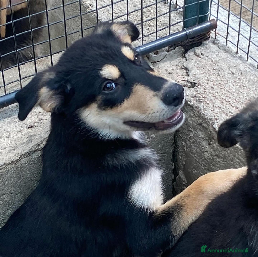 Meticcio cani in regalo: JOE dolce cucciolo 4 mesi cerca adozione - Latina - Annuncio 3