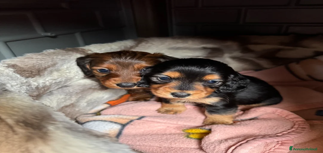 Immagine della galleria {{count}}