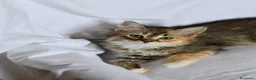 Siberiano gatti in vendita: Cuccioli di Siberiano pedigree Anfi  - Annuncio 4