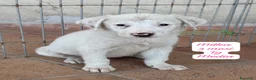 Meticcio cani in regalo: Bellissimi cuccioli in rifugio  a Città Metropolitana di Bologna - Annuncio 4