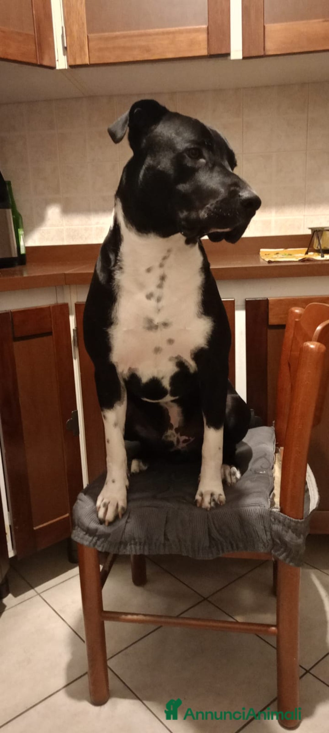 American Staffordshire cani per accoppiamento: Cane da monta - Annuncio 2