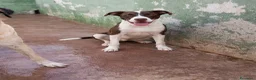Meticcio cani in regalo: Brown! (mix pitbull-10mesi) - Annuncio 1