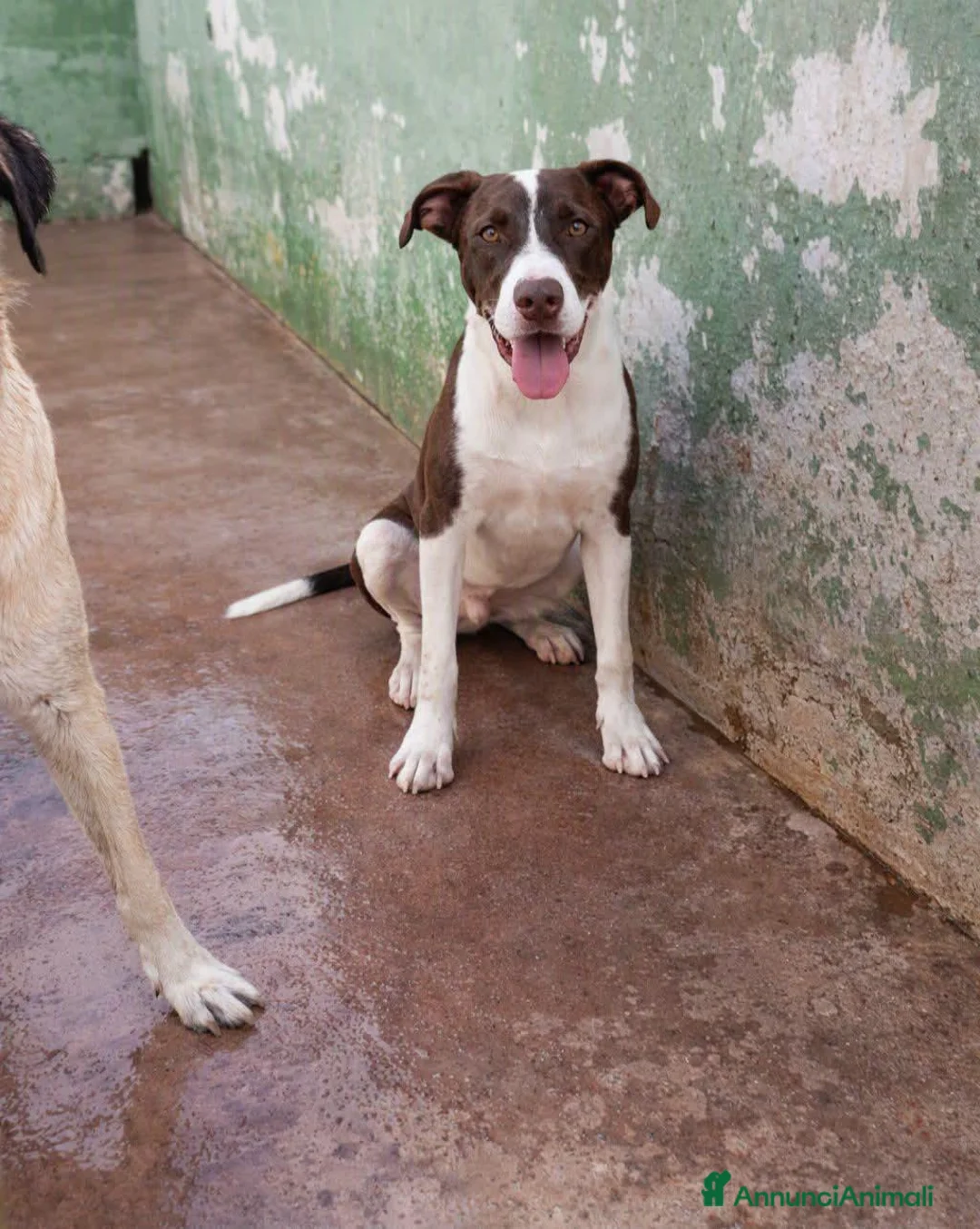 Meticcio cani in regalo: Brown! (mix pitbull-10mesi) - Annuncio 1