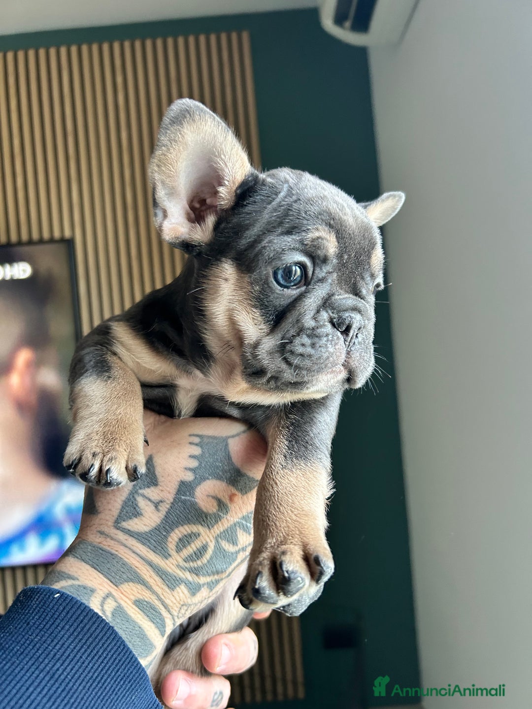 Bulldog Francese cani in vendita: Cuccioli di bulldog  - Annuncio 8