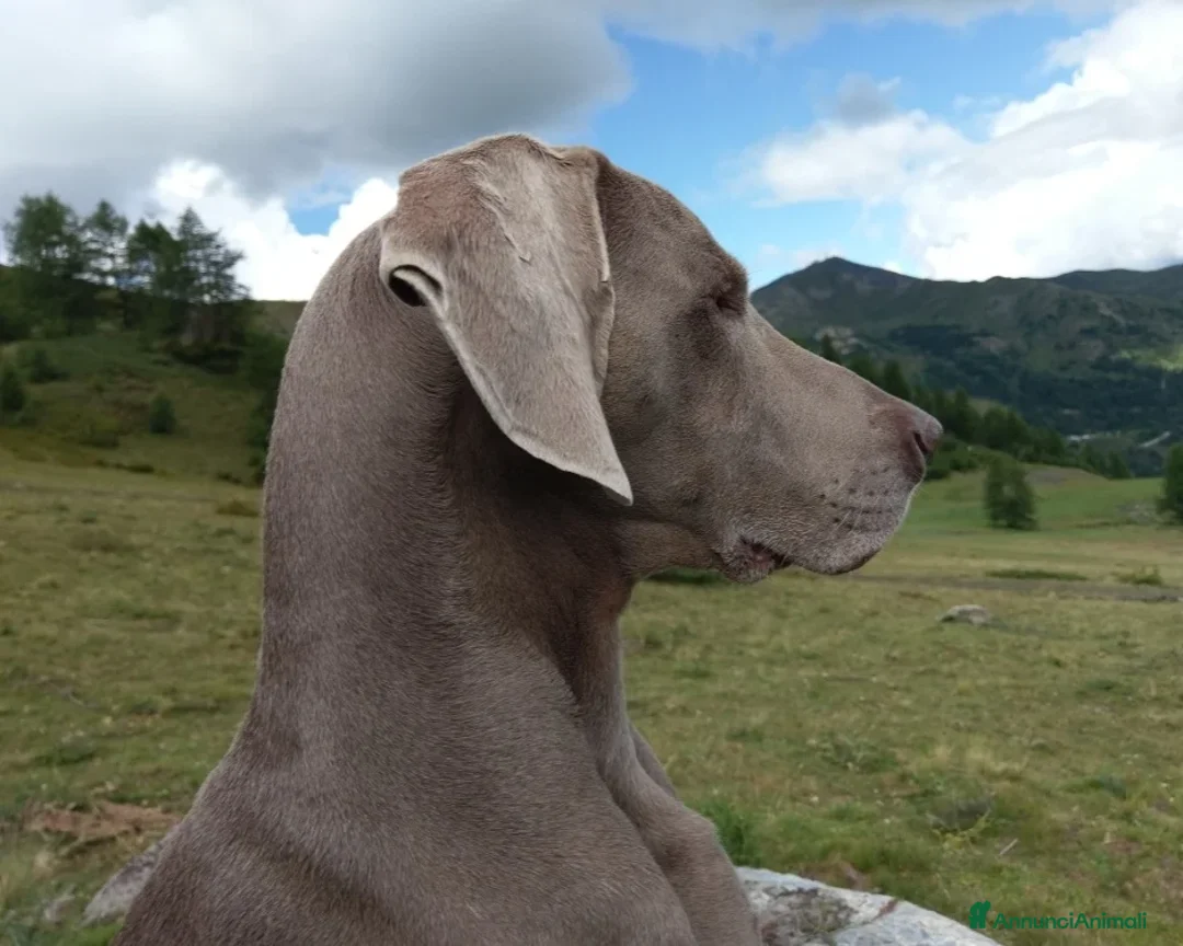 Weimaraner cani in vendita: WEIMARANER SPLENDIDE CUCCIOLE a Città Metropolitana di Torino - Immagine 14