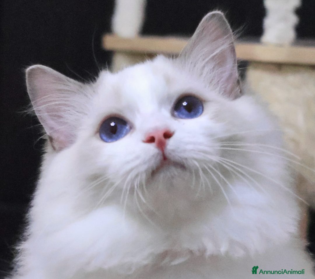 Ragdoll gatti in vendita: Cuccioli ragdoll - Annuncio 4
