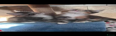 Maine Coon Gattino 2