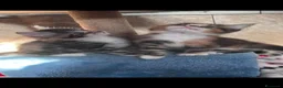 Maine Coon gatti in vendita: Cuccioli Maine Coon - Annuncio 6