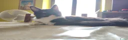 Maine Coon gatti in vendita: Meravigliosa e dolcissima gattina Maine Coon - Annuncio 4