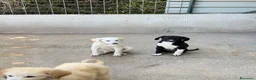 Meticcio cani in regalo: Olio maschio a Provincia di Reggio Emilia - Annuncio 2