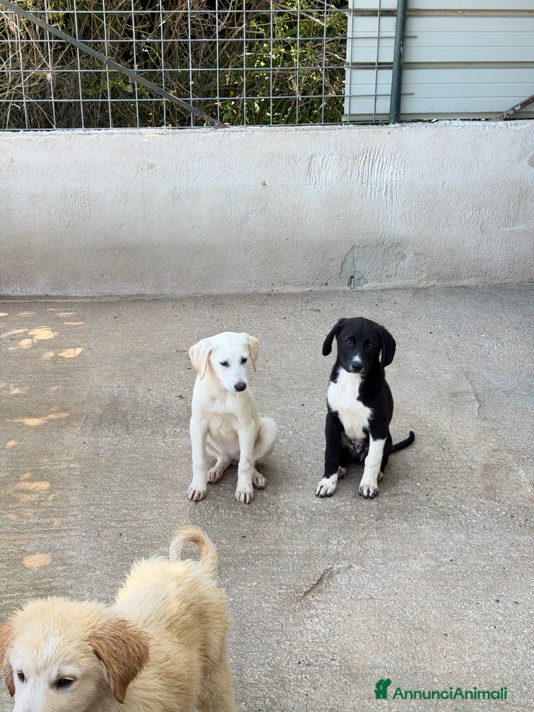 Meticcio cani in regalo: Olio maschio a Provincia di Reggio Emilia - Annuncio 2