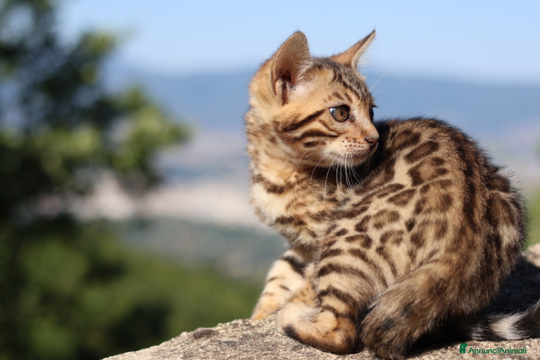 Bengala gatti Bengala con pedigree - Annuncio 27