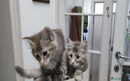 Norvegese gatti in vendita: Cuccioli di Norvegese delle foreste a Città metropolitana di Roma Capitale - Immagine 1