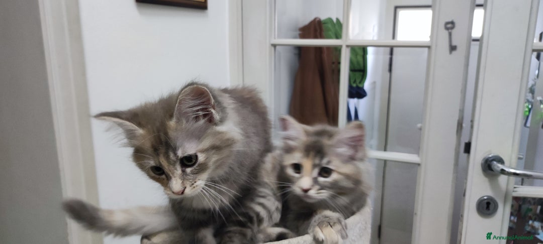 Norvegese gatti in vendita: Cuccioli di Norvegese delle foreste a Città metropolitana di Roma Capitale - Immagine 1