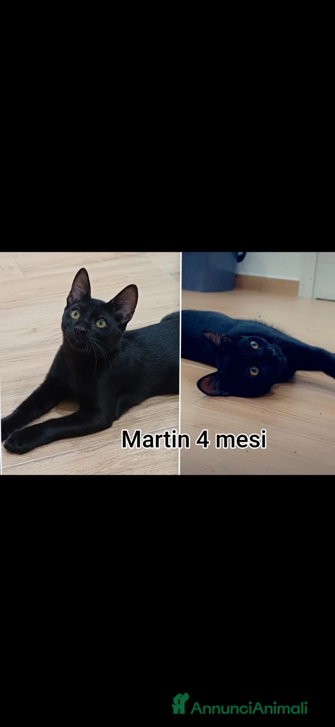 Altre razze gatti in regalo: MICINI URGENTE! TEMPO SCADUTO! a Provincia di Arezzo - Annuncio 11