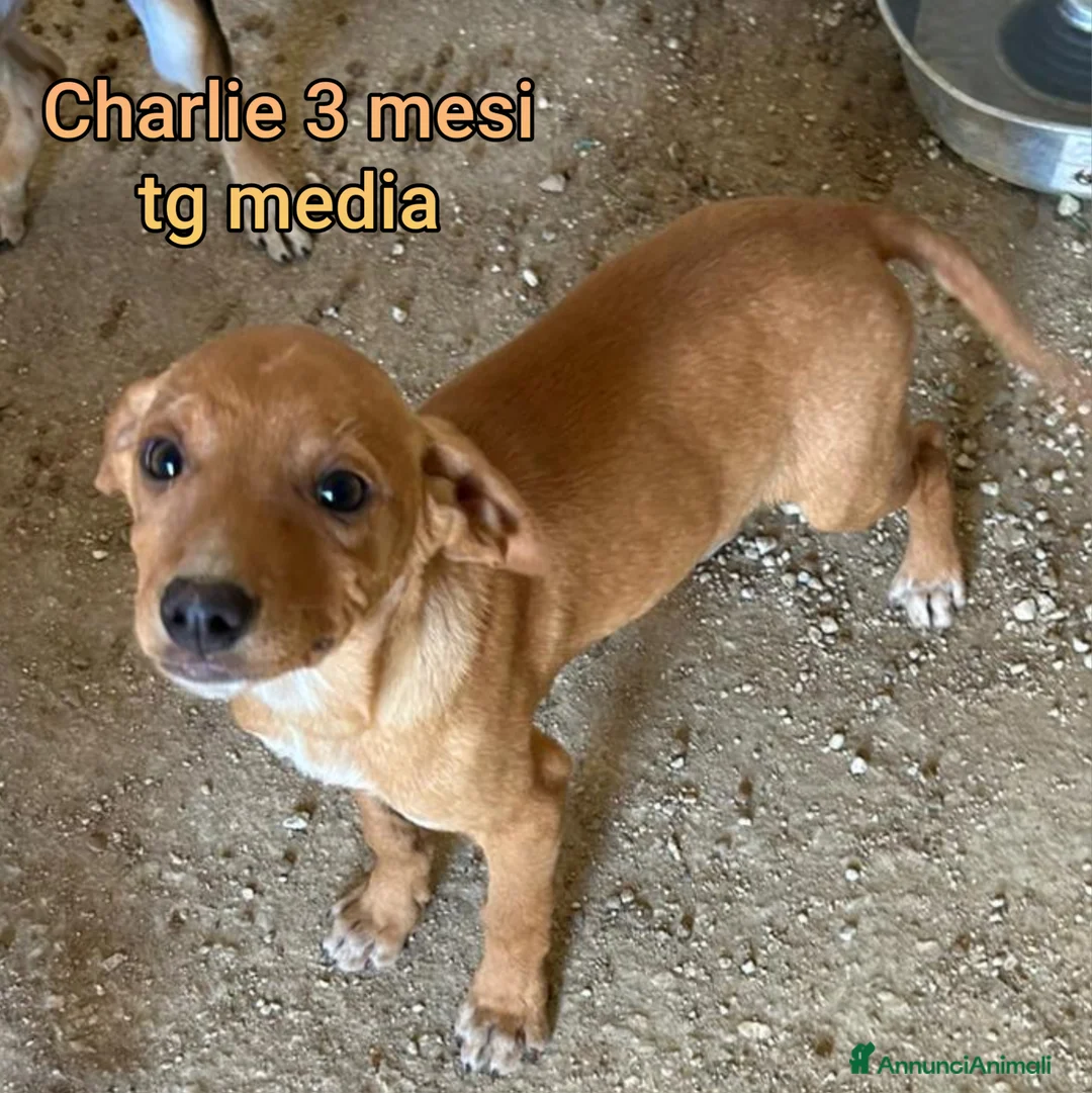 Meticcio cani in regalo: CUCCIOLI TENERISSIMI SENZA CASA - Annuncio 2