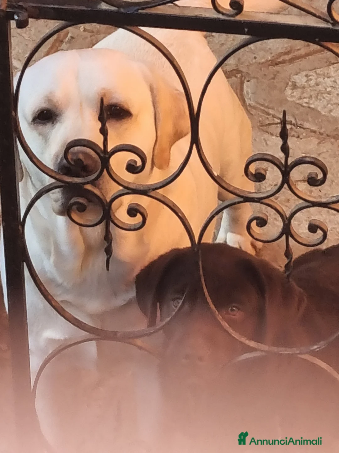 Labrador cani in vendita: Cuccioli di labrador  - Annuncio 2