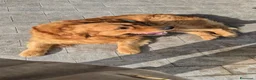 Golden Retriever cani per accoppiamento: Maschio inglese per monta - Annuncio 7