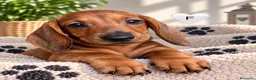 Bassotto cani in vendita: CUCCIOLI BASSOTTI STANDARD - Annuncio 4