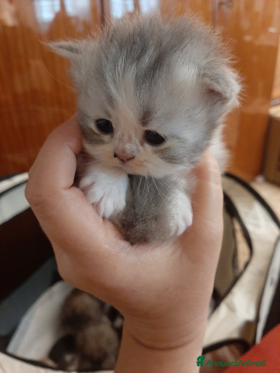 Persiano gatti in vendita: Gattini persiano bicolore a Città metropolitana di Messina - Immagine 28