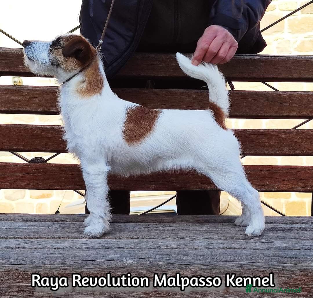 Immagine della galleria {{count}}