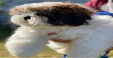 Shih Tzu cani Cuccioli shih tzu - Annuncio 16