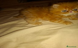 Persiano gatti in vendita: Cuccioli persiano a Provincia di Reggio Emilia - Immagine 3