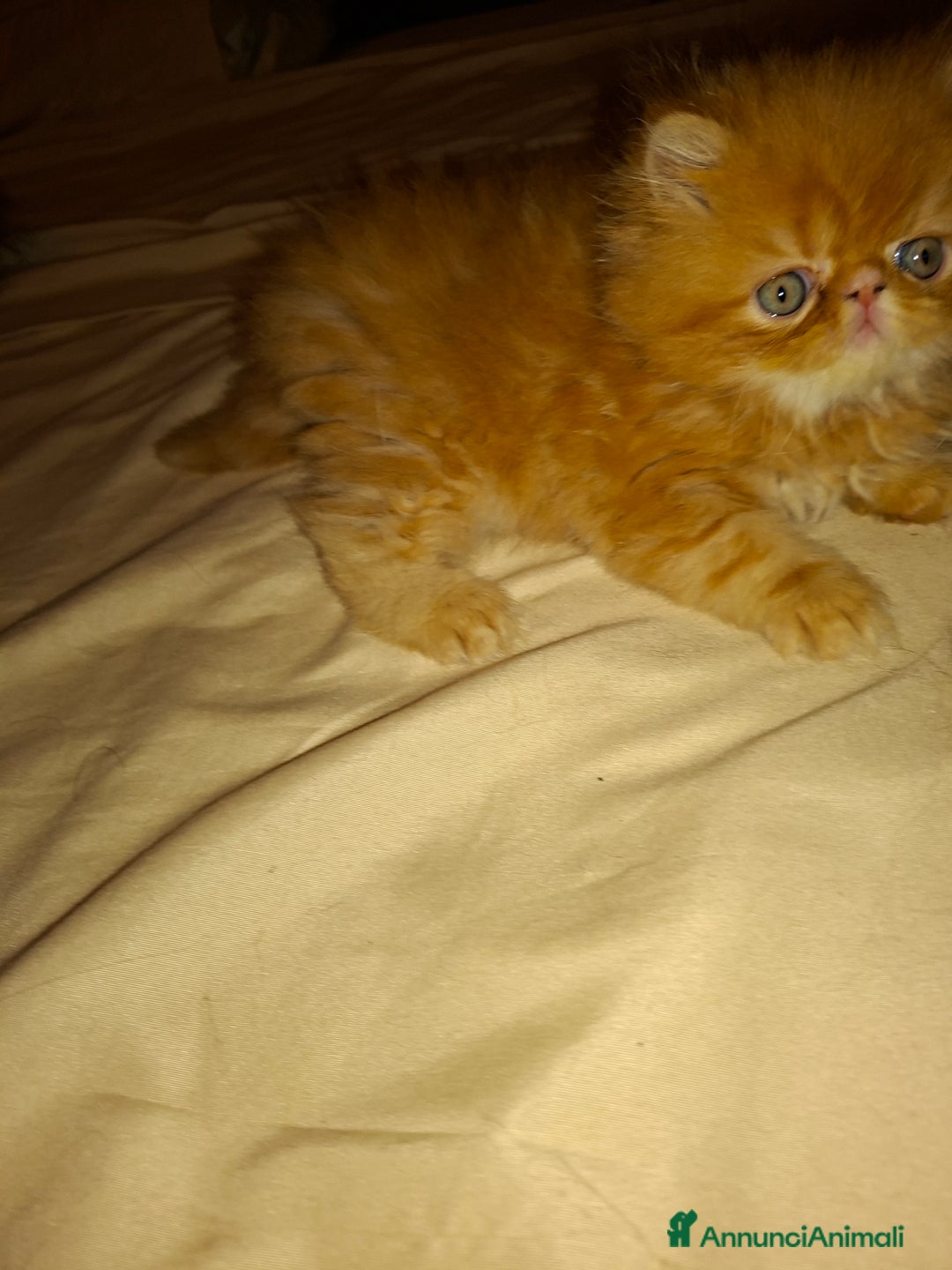 Persiano gatti in vendita: Cuccioli persiano a Provincia di Reggio Emilia - Immagine 3