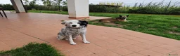 Meticcio cani in regalo: Pia: 13 anni, adozione del cuore  - Annuncio 7