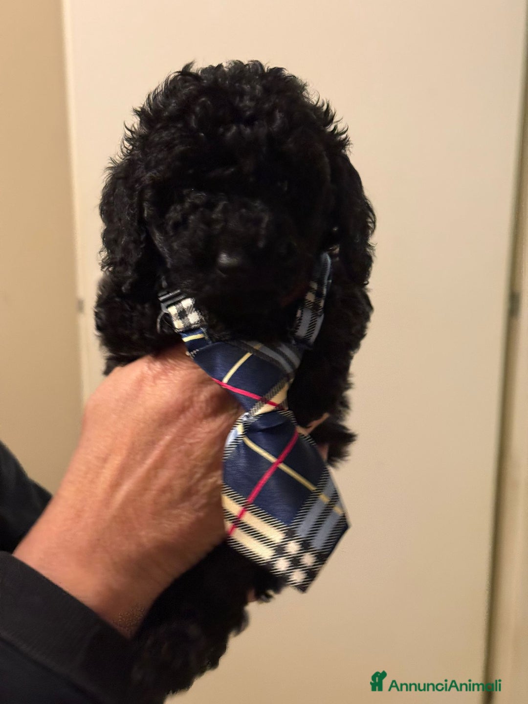 Barboncino cani in vendita: barboncini  - Annuncio 6