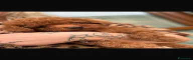 Barboncino 1