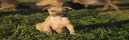 Pitbull cani in vendita: Pit Bull con pedigree anche a rate  - Annuncio 16