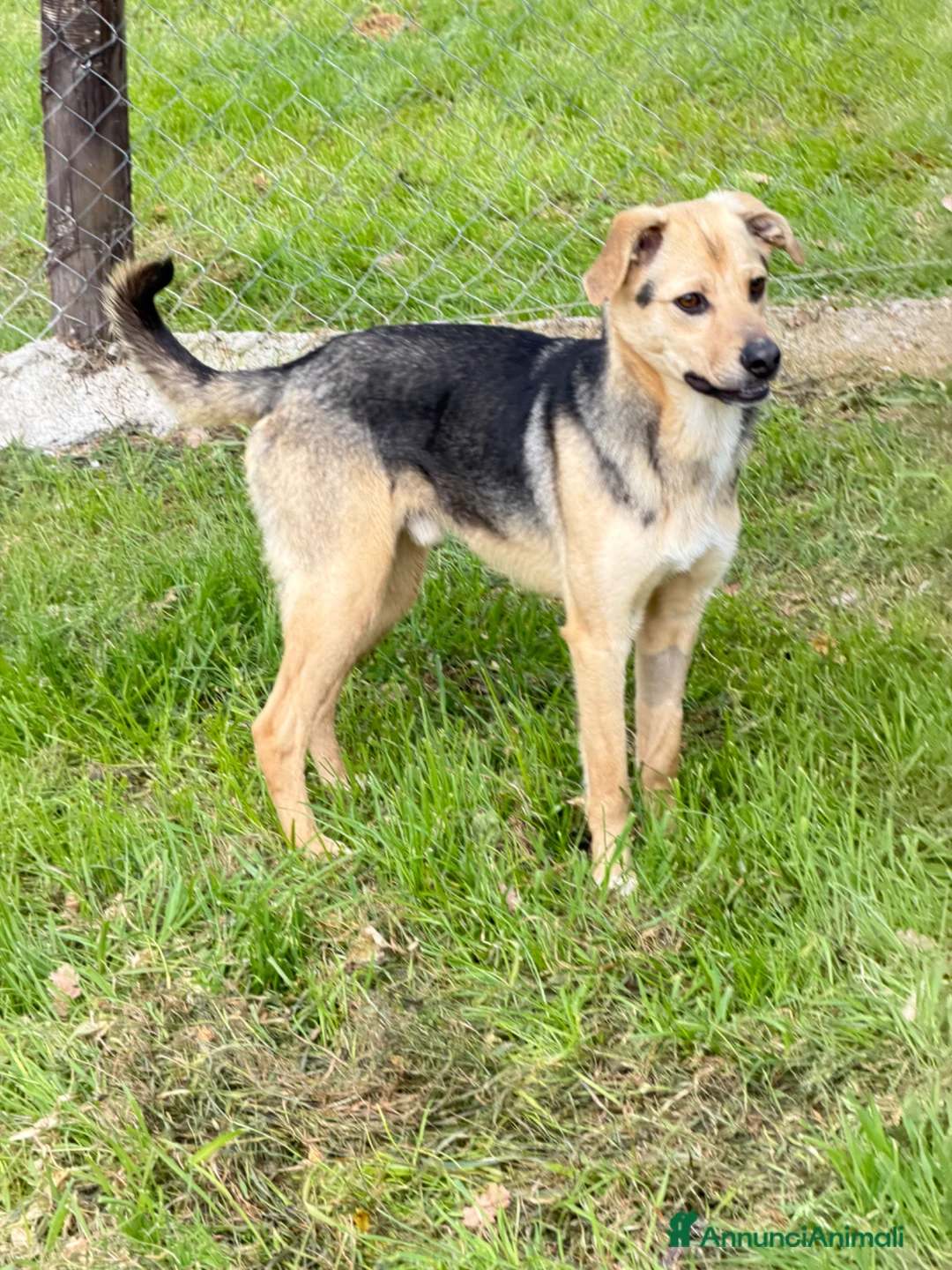 Meticcio cani in regalo: Rassy a Provincia di Cremona - Annuncio 1