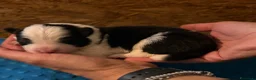 Border Collie cani in vendita: Cuccioli Border Collie da expo a Provincia di Ravenna - Annuncio 2