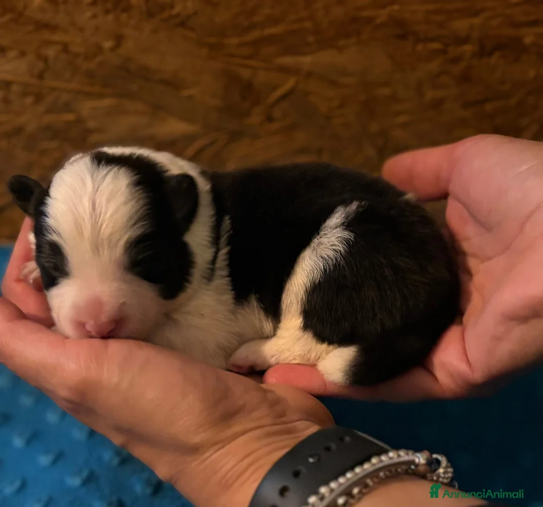 Border Collie cani in vendita: Cuccioli Border Collie da expo a Provincia di Ravenna - Annuncio 2