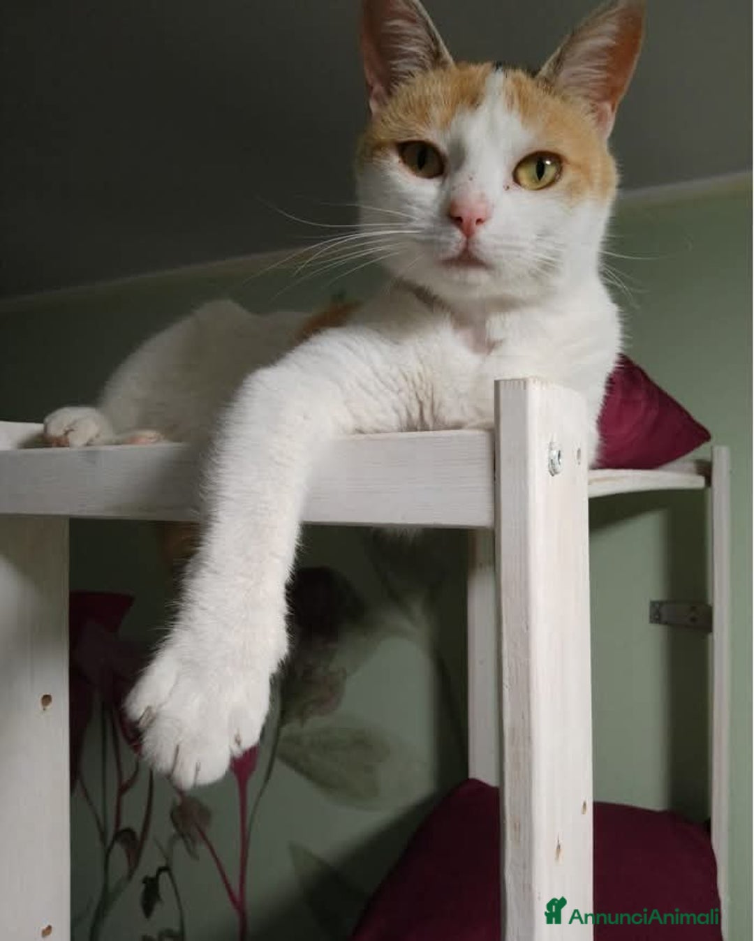 Europeo gatti in regalo: TRILLY , affettuosa gatta in adozione! - Annuncio 3