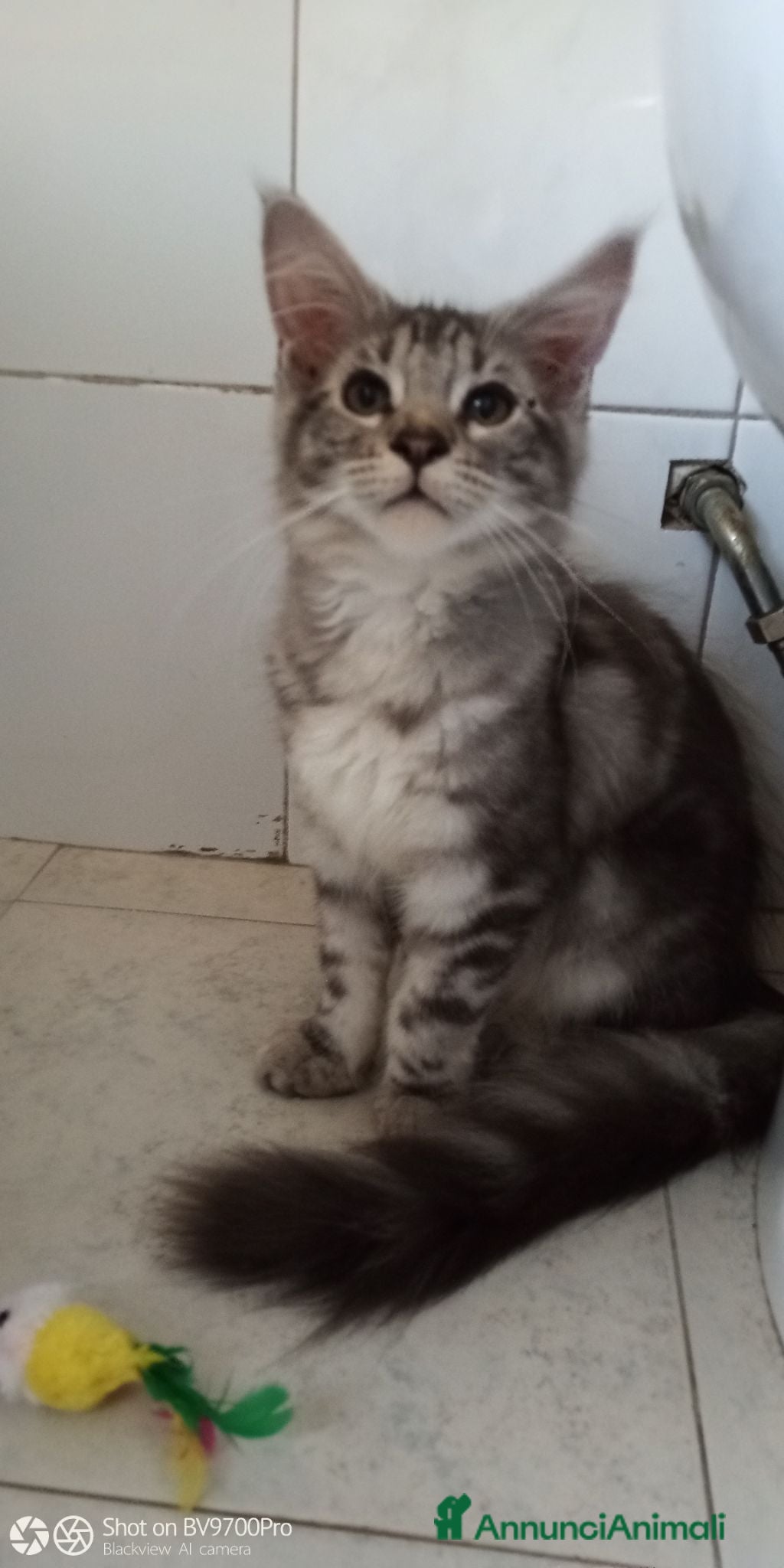 Maine Coon gatti Maine coon  - Annuncio 33