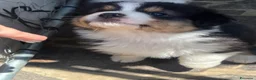 Australian Shepherd cani in vendita: Cucciolo black Tricolor di Australian Sheppard a Provincia di Rimini - Annuncio 14