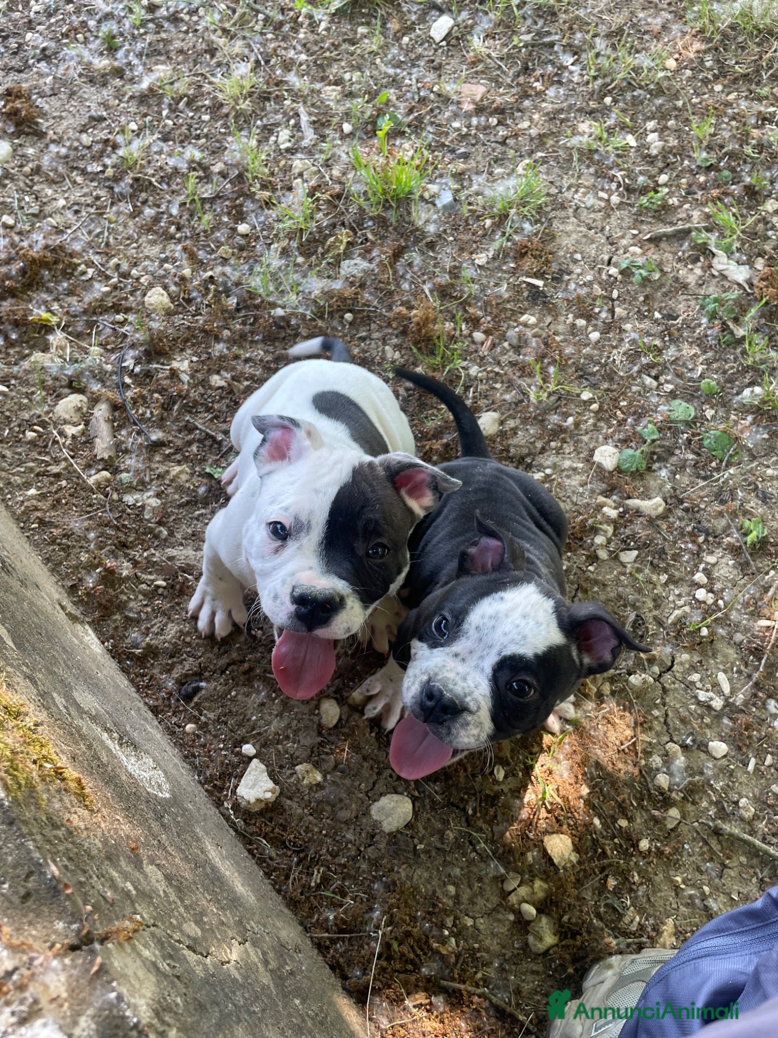 American Bully cani Americabully  - Annuncio 23