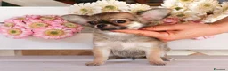 Chihuahua cani in vendita: Cuccioli chihuahua pedigree enci  - Annuncio 1