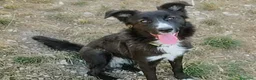 Meticcio cani in regalo: 9 mesi, futuri 12/15 chili medio piccola  - Annuncio 6