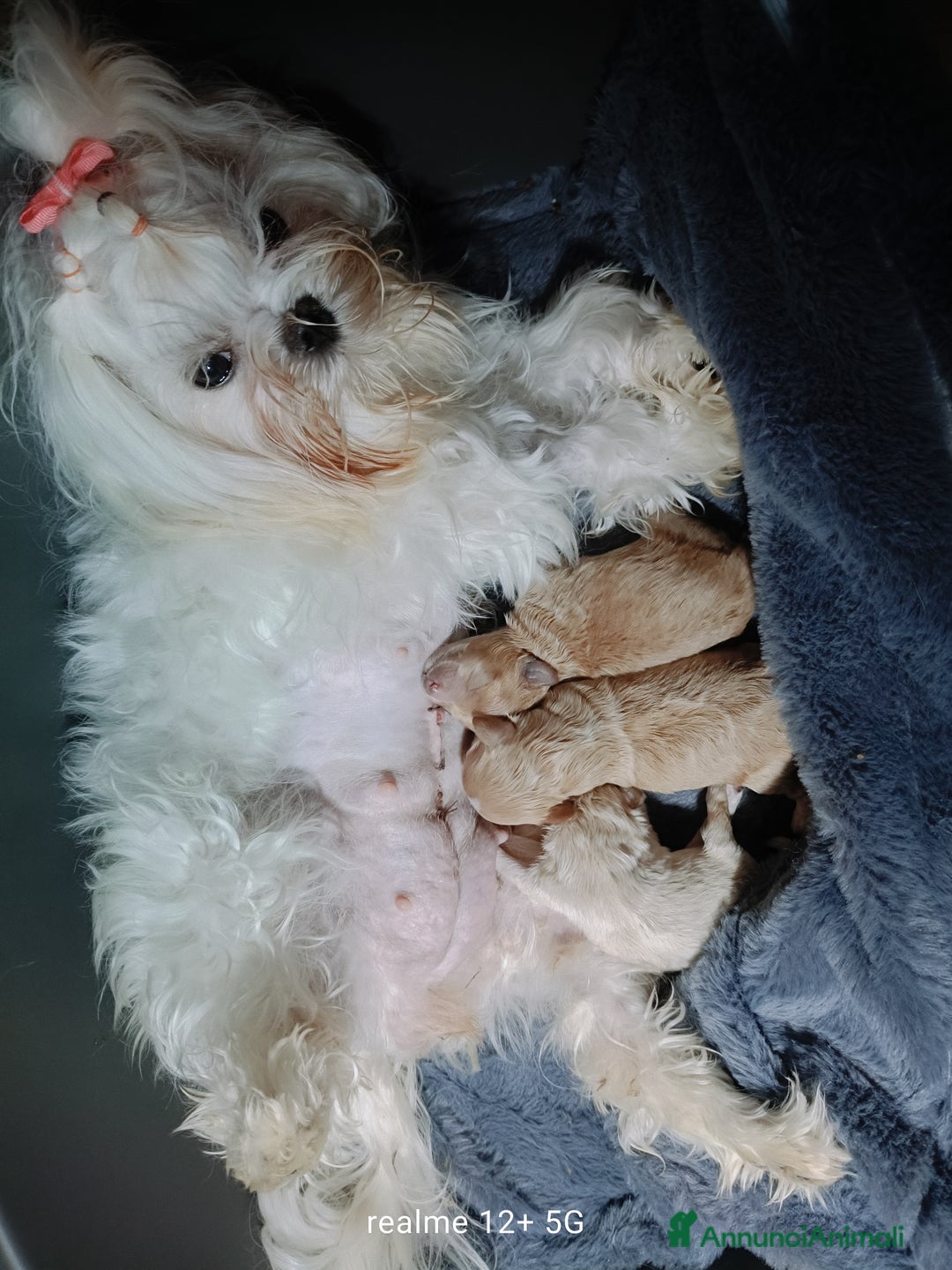 Meticcio cani in vendita: Maltippp  - Annuncio 9