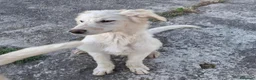 Meticcio cani in regalo: EROS 💙 una nuvola bianca. Con quattro zampe. a Provincia di Brescia - Annuncio 5