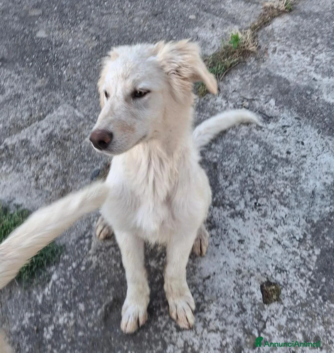 Meticcio cani in regalo: EROS 💙 una nuvola bianca. Con quattro zampe. a Provincia di Brescia - Annuncio 5